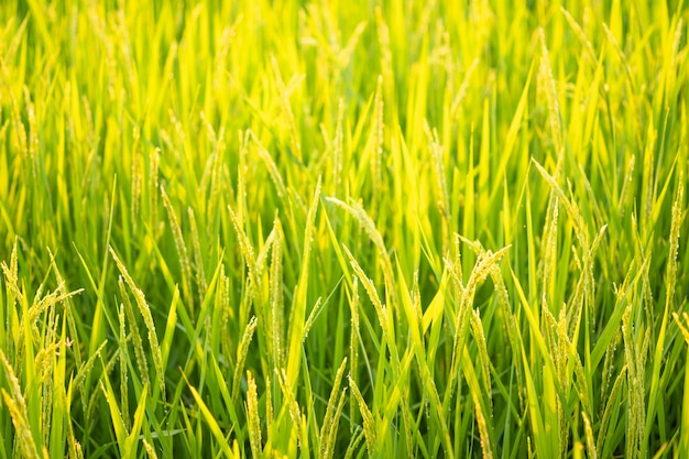 Prueba de conversión de arroz en campo en el norte de Tailandia, color amarillo arroz, grano de cerca, naturaleza abstracta