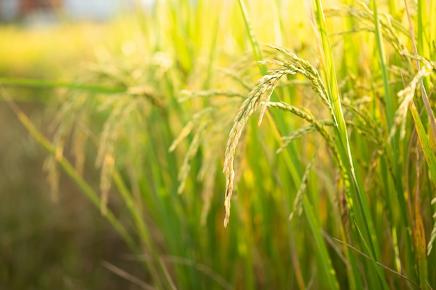 Prueba de conversión de arroz en campo en el norte de Tailandia, color amarillo arroz