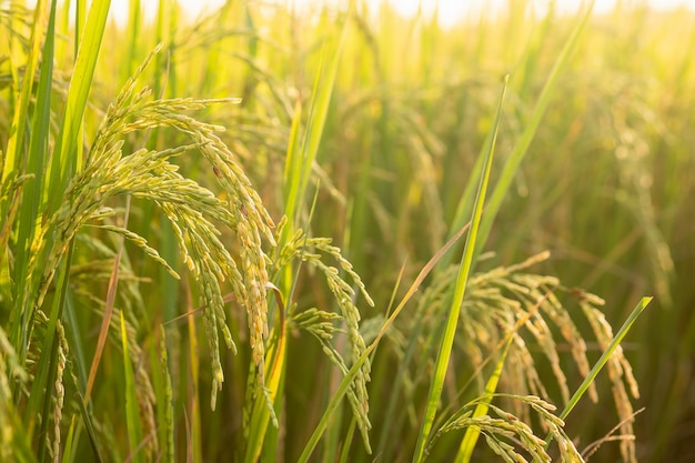 Prueba de conversión de arroz en campo en el norte de Tailandia, color amarillo arroz