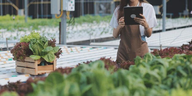 Pruebas de trabajadores agrícolas orgánicos y recopilación de datos ambientales de vegetales orgánicos bok choy en el jardín de la granja de invernadero