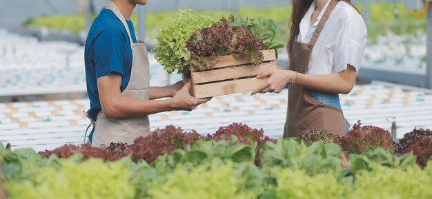 Pruebas de trabajadores agrícolas orgánicos y recopilación de datos ambientales de vegetales orgánicos bok choy en el jardín de la granja de invernadero