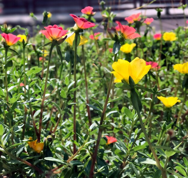 Prunkwinde Blumen Prunkwinde gelbe Prunkwinde rosa Prunkwinde rosa Blüten