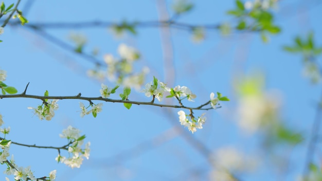 Foto prunus avium en flor, flores de cerezo blanco de cerezo dulce, cerezo oriental blanco de cerca
