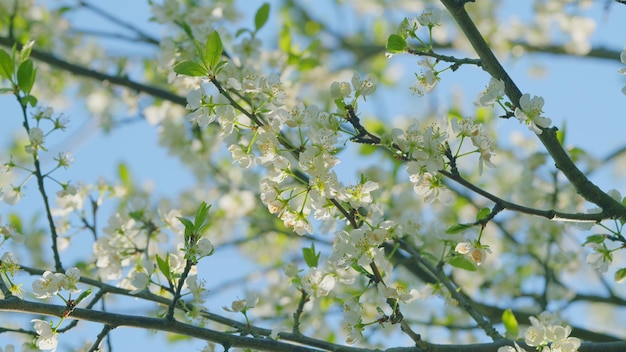 Prunus avium florescendo flores de um galho de cerejeira florescendo na primavera de perto