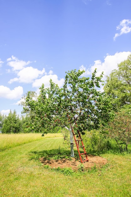 Prunus avium oder süßer Kirschbaum weiß getünchten Stamm, der auf dem Feld wächst. Alte Holztreppen, um die Ernte zu erleichtern.