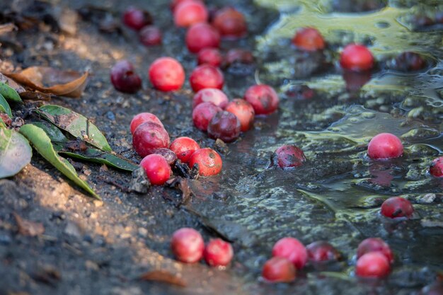 Foto prunus cerasifera ou cereja ameixa cereja vermelha frutas no chão