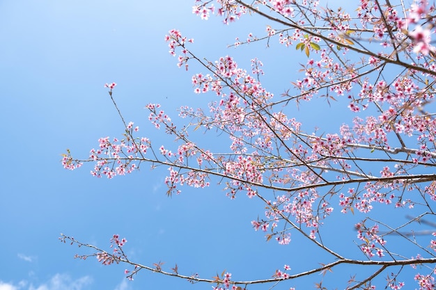 Prunus cerasoides em Chiang Mai TAILÂNDIA