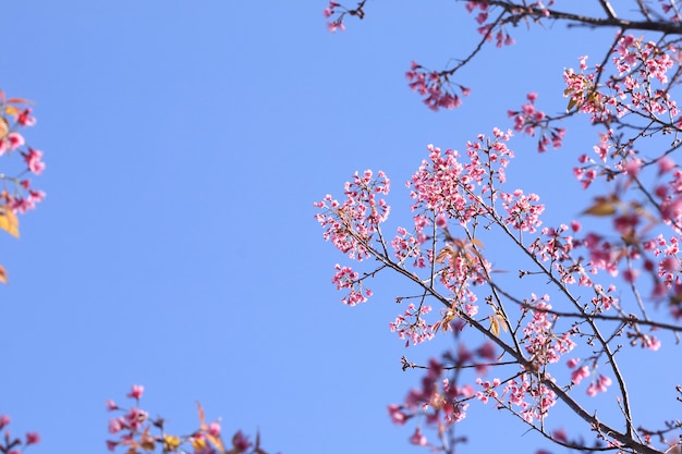 Prunus cerasoides flor rosa sobre fondo de cielo azul en el Parque Nacional Khun Sathan, Nan, Tailandia