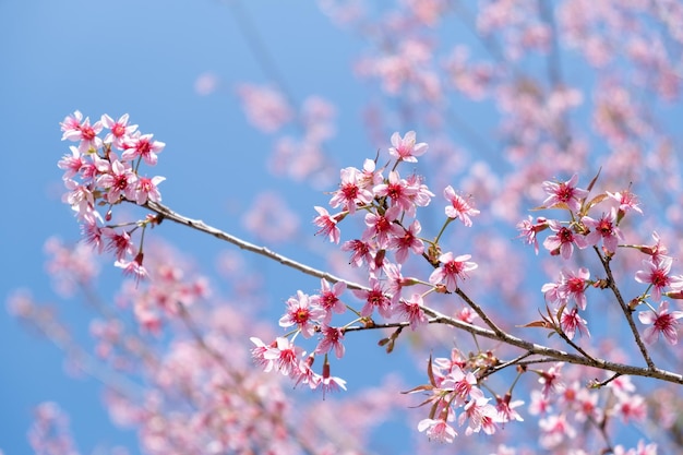 Prunus cerasoides in Chiang Mai THAILAND