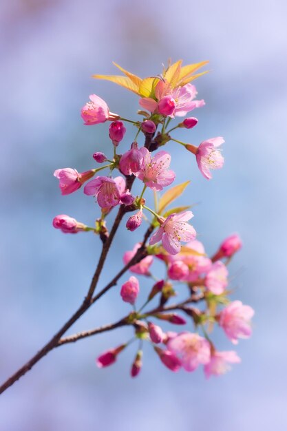 Prunus cerasoides são lindos na natureza rosa