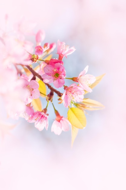 Prunus cerasoides são lindos rosa na natureza