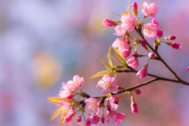 Prunus cerasoides son hermosos de color rosa en la naturaleza