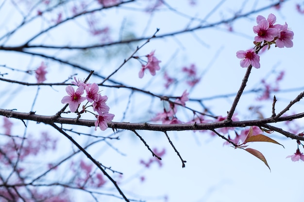 Foto prunus cerasoides