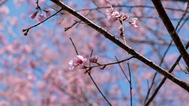 Prunus cerasoides