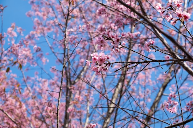 Prunus cerasoides