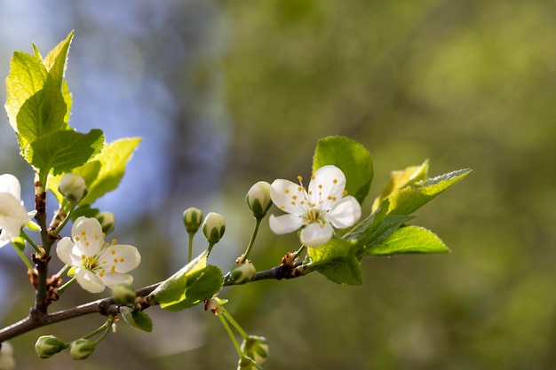 Prunus cerasus blühende Baumblume schöne weiße Blütenblätter scharfe Zwerge Kirschblumen in Blüte Garten Obstbaum mit Blüteblumen