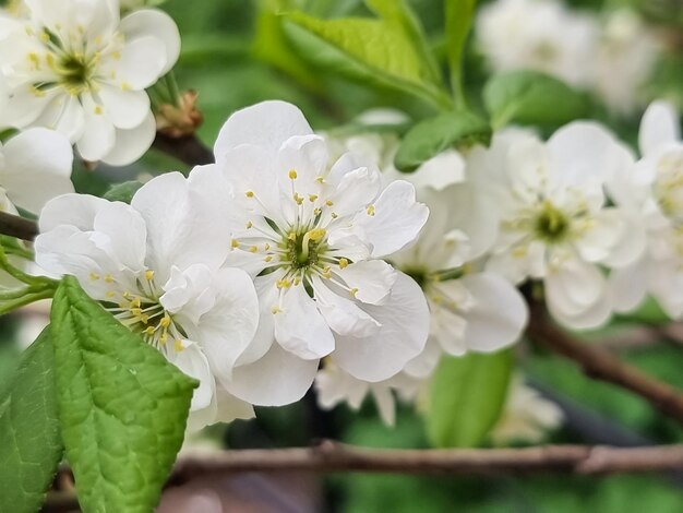 Prunus cerasus blühender Baum blüht Gruppe schöner weißer Blütenblätter, säuerliche Zwergkirschblüten in voller BlüteGartenobstbaum mit Blütenblumen