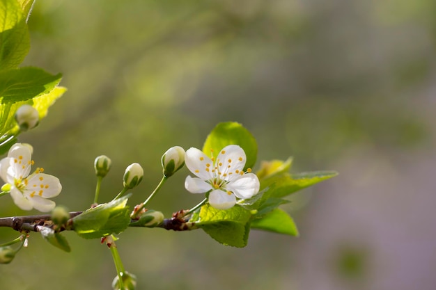 Foto prunus cerasus flor de árvore flor de belas pétalas brancas tartas flores de cereja anãs em flor