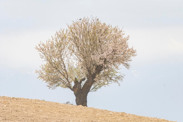 Prunus dulcis el almendro es un árbol de la familia de las rosáceas