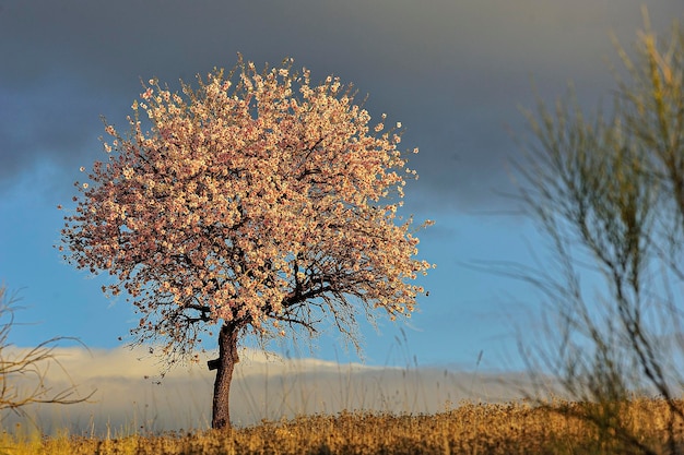 Prunus dulcis el almendro es un árbol de las rosáceas