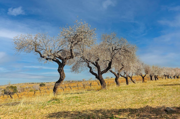 Prunus dulcis der Mandelbaum ist ein Baum in der Rosengewächse