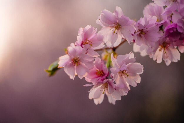 Foto prunus hybrida