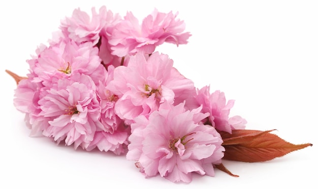Foto prunus kanzan de cerezo de doble flor