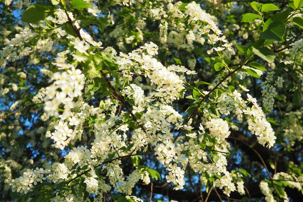 Prunus padus cereza de pájaro hackberry hagberry o árbol Mayday es una planta con flores es una especie de cereza un pequeño árbol de hoja caduca o arbusto grande primavera en Varsovia ramas en flor