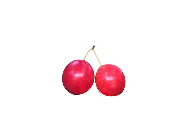 Prunus rivularis ameixa ou ameixa de riacho frutos comestíveis e contém cianeto de hidrogénio