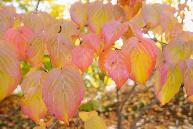 Prunus sargentii de otoño amarillo o hojas de cerezo de la colina del norte de Japón en el árbol en el primer plano del parque