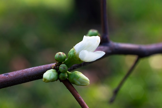 Prunus serrulata ou cereja japonesa, um botão em um galho. O fim do inverno, o conceito de uma nova vida na primavera