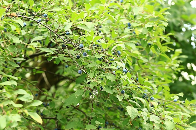 Prunus spinosa em uma árvore. Foco seletivo suave