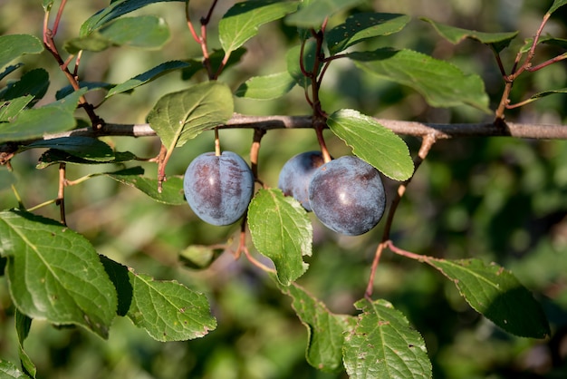 Prunus spinosa endrino o endrino. frutos del endrino Spinosa prunus bayas comúnmente conocidas como endrino o endrinas
