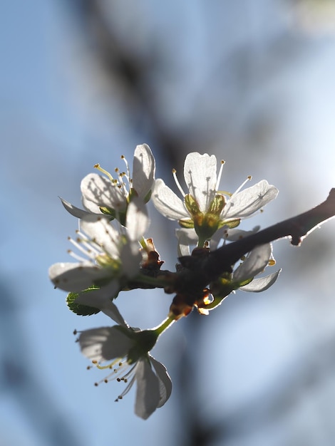 Prunus spinosa flores sob o sol da primavera