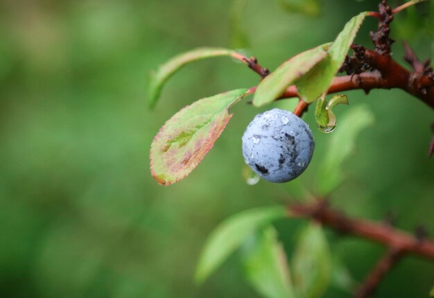 Prunus spinosa ou Blackthorn no jardim ao ar livre