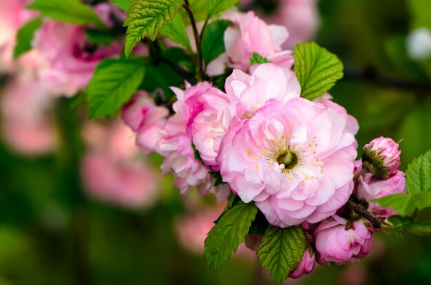 Prunus triloba en flor.