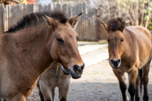 Przewalski-Pferd Braunes Pferdeporträt Tiergesicht im Profil