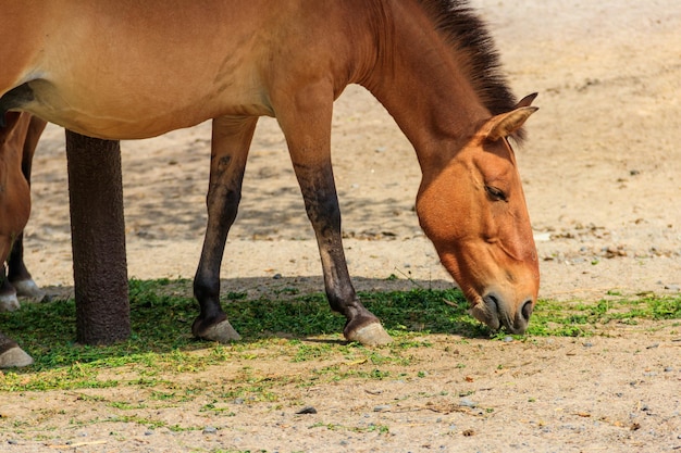 Przewalski-Wildpferd in einer Koppel Das Przewalski-Pferd Equus przewalskii oder Equus ferus przewalskii, auch mongolisches Wildpferd genannt, ist ein seltenes und gefährdetes Pferd