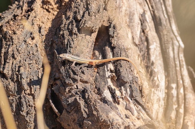 El psammodromus argelino o el psammodronus grande Psammodrumus algirus Málaga España