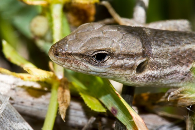 Psammodromus grande (psammodromus algirus) lagarto