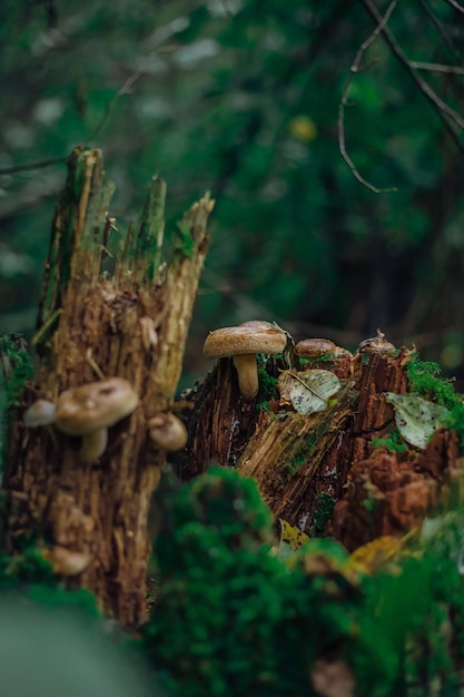 Psathyrella candolleana grupo de cogumelos crescendo na árvore