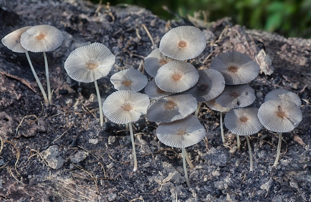 Psathyrellaceae-Pilze, die aus dem Boden sprießen