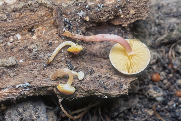 Psathyrellaceae-Pilze, die aus dem Boden sprießen