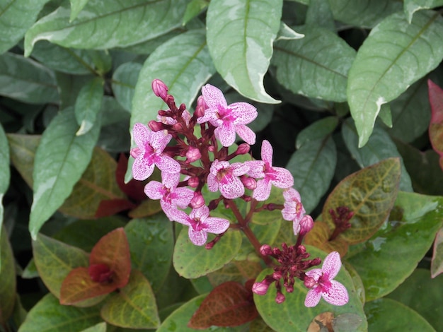 Pseuderanthemum reticulatum. Diese Zierpflanze gehört zur Kategorie der Buschpflanzen, die wachsen