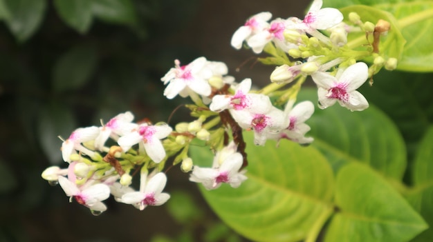 Pseuderanthemum reticulatum o jazmín japonés. pequeña flor blanca plana.