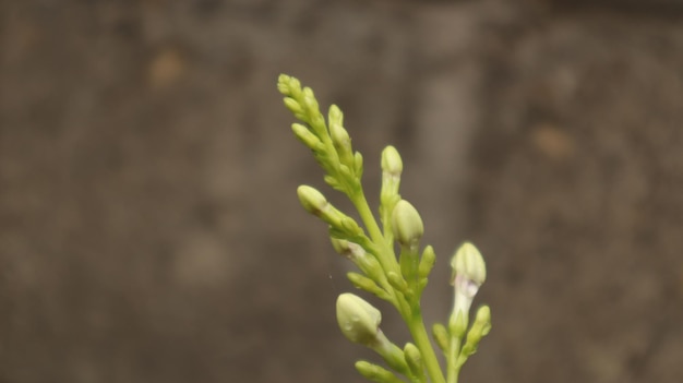 Pseuderanthemum reticulatum ou jasmim japonês. pequena flor plana branca.