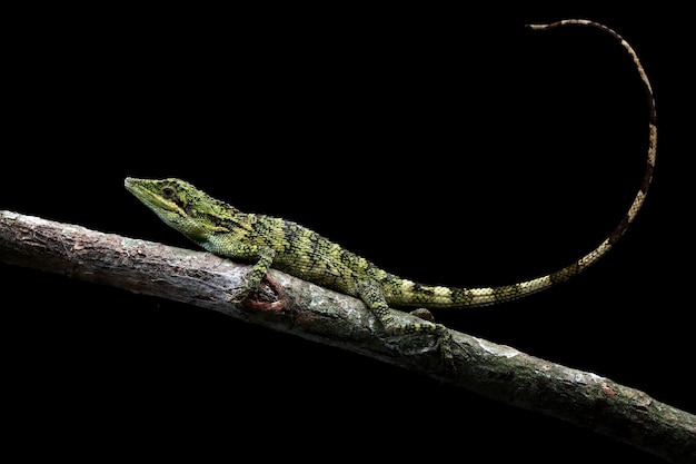 pseudocalotes tympanistriga closeup cabeza lagarto indonesio