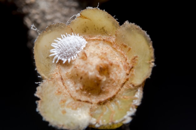 Foto pseudococcidae close-up