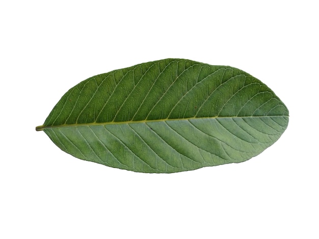 Psidium guajava verde o hoja de guayaba sobre fondo blanco.