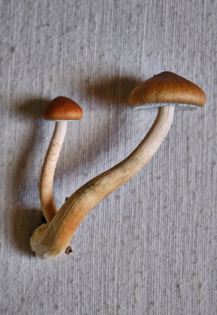 Psilocybe cubensis Pilze mit intaktem Hymen